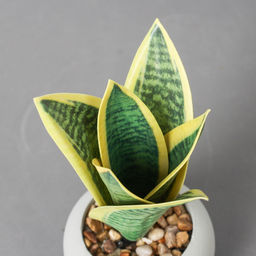 Искусственный цветок в горшке «Сансевиерия ханни», 8.5×17 см, МИКС