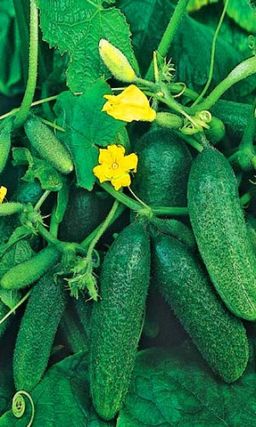 Огурец САНТАНА F1 Высокий урожай в любых условиях!