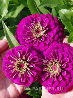 Цинния георгиновидная Фэнтези Византийский Пурпур - Партнер фото 6