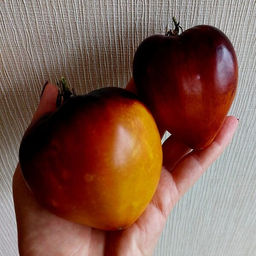 7153Т Томат Ананасный сержант 10шт