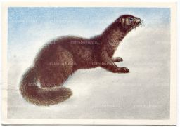 Открытка Норка темно-коричневая Художник В.Д.Колганов