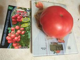 Томат ГЕРМАН F1 - Уральский дачник фото 8