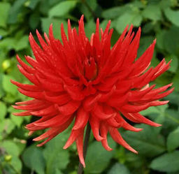 ГЕОРГИНА Бергерс Рекорд Разбор I Кол-во упак., шт 1