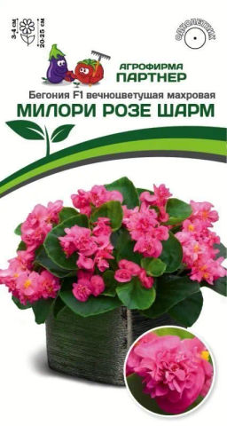 Бегония вечноцветущая махровая Милори Розе Шарм