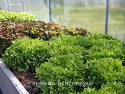 Салат листовой Фриллис - Партнер фото 4