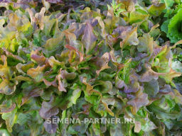 Салат листовой Эмили - Партнер фото 4