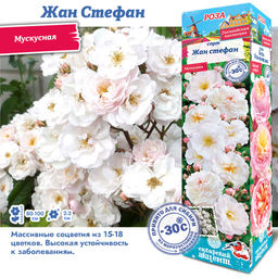 Роза Жан Стефан (Мускусная) 1шт