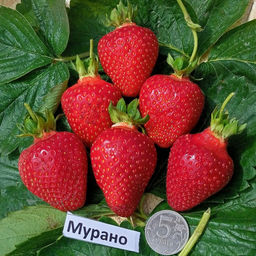 Клубника Мурано А 10шт/пучок