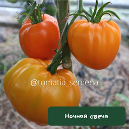 Ночная свеча