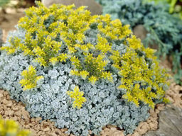 Очиток Кейп Бланко