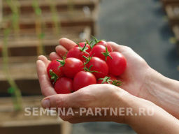 Томат Зимняя Вишня F1