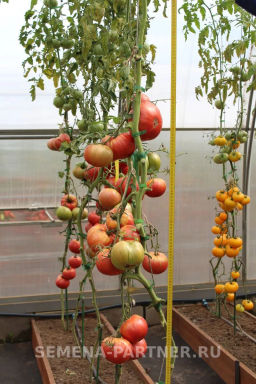 Томат Ладья - Партнер фото 7