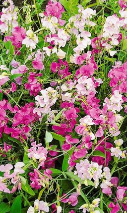 Чина широколистная СМЕСЬ ОКРАСОК