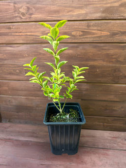 Бирючина пестролистная желтая - Долина роз фото 3