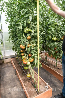 Томат Полосатый Шоколад - Партнер фото 6