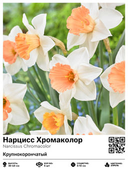 Нарцисс Chromacolor (Крупнокорончатый) - Голландские луковицы фото 2