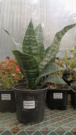 Сансевьерия Зелайника (горшок D10)