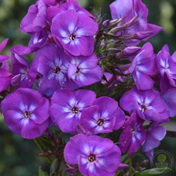 ФЛОКС Адлинда Разбор I Кол-во упак., шт 2