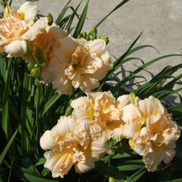 Лилейник Боул Оф Крим - Долина роз фото 3