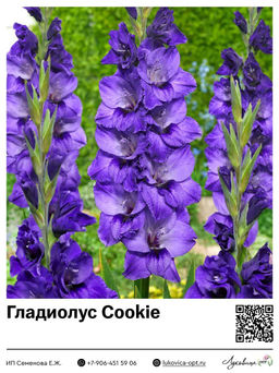Гладиолус Cookie