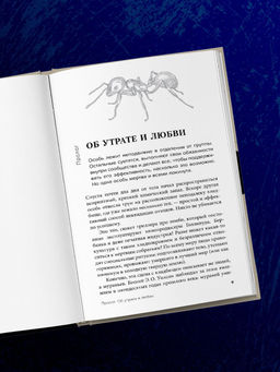 Как животные скорбят. Что чувствуют кошки, слоны, дельфины и другие, теряя близких