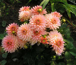 ГЕОРГИНА Гэллери Леонардо Разбор I Кол-во упак., шт 1