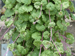 Будра плющевидная мраморная