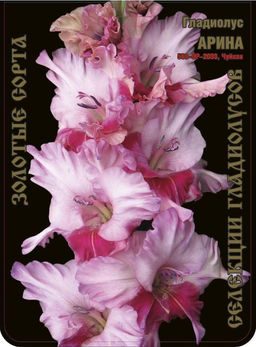 Гладиолус Арина 563,Чуйков 2 р-р 7шт (Ф)