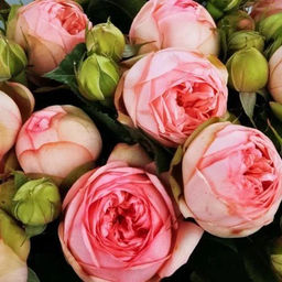 Чарминг Пиано