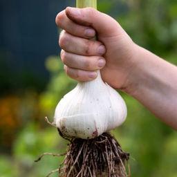 Чеснок Рокамболь-однозубка 3шт - Долина роз фото 4