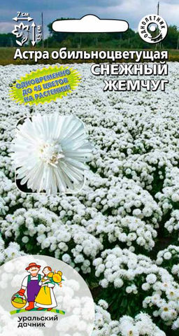 Астра СНЕЖНЫЙ ЖЕМЧУГ Обильноцветущая. Одновременно до 45 цветков на растении!