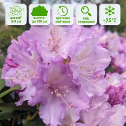 Рододендрон Каролина Альбрук