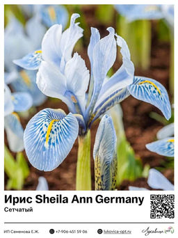 Ирис Sheila Ann Germany (Сетчатый)