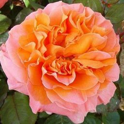 R425 РЕНЕ ГОССИНИ