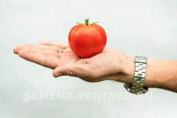 Томат Верочка - Партнер фото 3