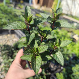 Мята шоколадная - Долина роз фото 3