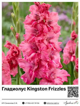 Гладиолус Kingston Frizzles (Гофрированный)