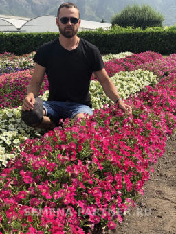 Петуния Амбре Розетта каскадная розовая - Партнер фото 4