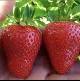 Клубника Априка А 10шт/пучок