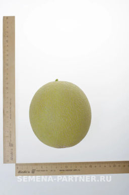 Дыня Майорка - Партнер фото 4