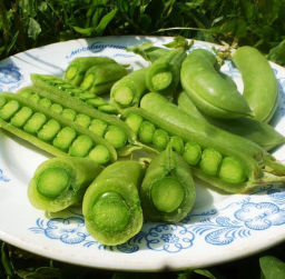 Снеп Горох — Snap Peas