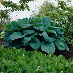 Хоста Биг Дадди - Долина роз фото 3