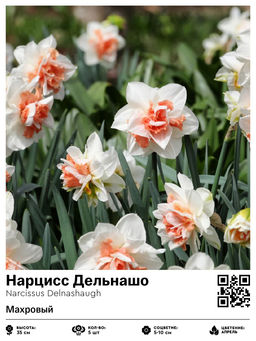 Нарцисс Delnashaugh (Махровый) - Голландские луковицы фото 2