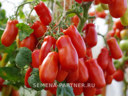 Томат Жиголо - Партнер фото 6