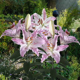 ЛИЛИЯ Виртуозо Разбор 12/14 Кол-во упак., шт 5