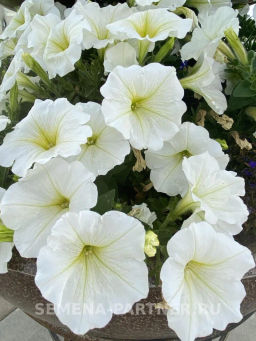 Петуния Ма Шери Альбиния полуампельная белая - Партнер фото 4