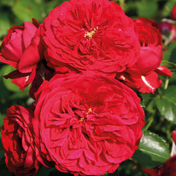 R250 КРАСНАЯ ШАПОЧКА