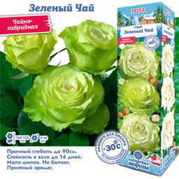Роза Зеленый Чай/Грин Ти (Чайно-гибридная) 1шт