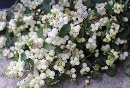 Снежноягодник Симфони Рейв С5