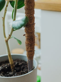 Опора для комнатных цветов, h=120 см, d=2.5 см, пластик, кокосовая оплётка, Greengo фото 4